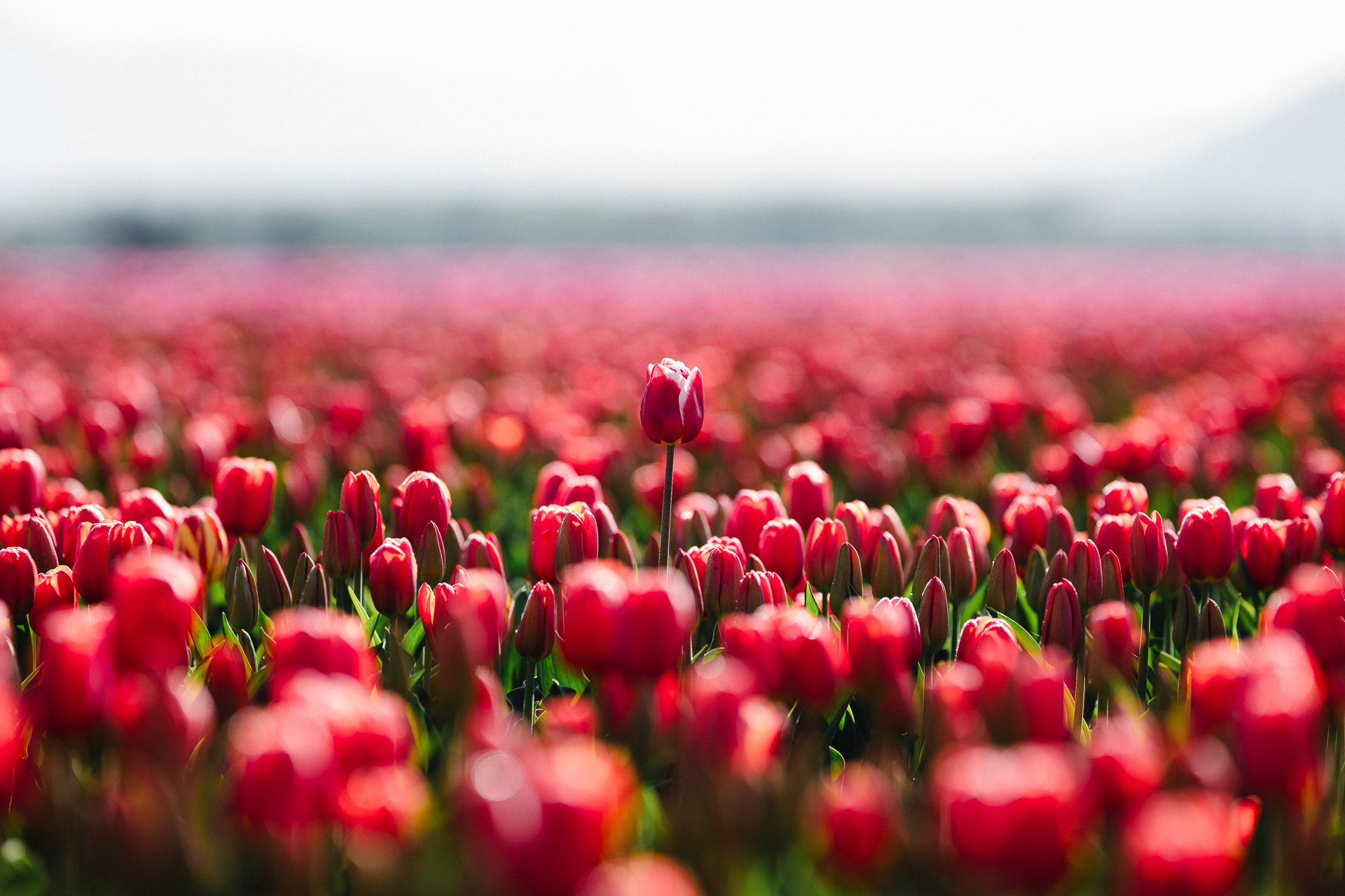 Red tulips field